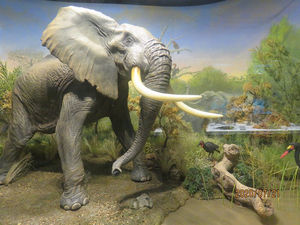 🧸 카이요도 피규어 뮤지엄 쿠로카베 류유칸(海洋堂フィギュアミュージアム黒壁 龍遊館) 이미지 6